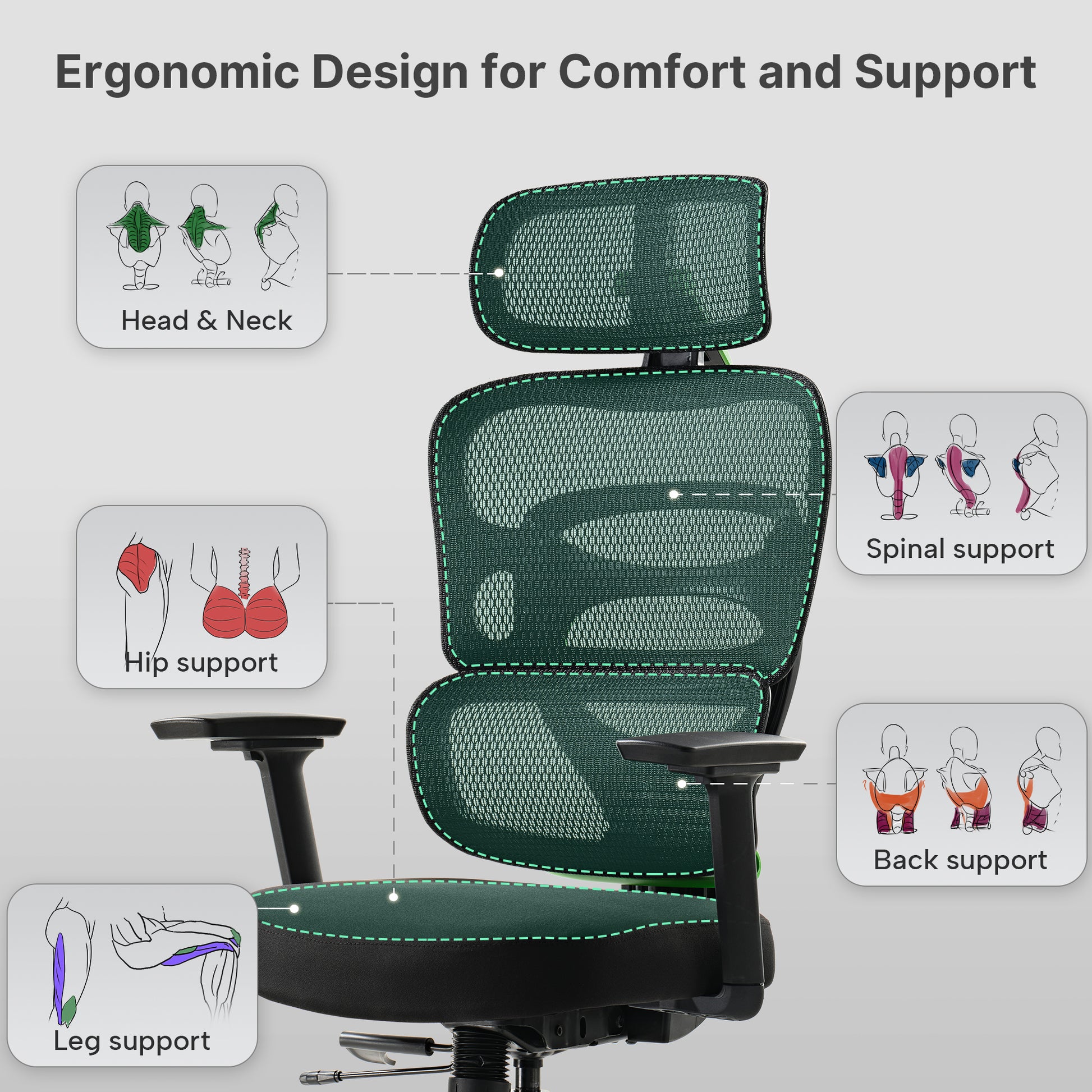 Axion Ergonomic Hybrid Chair Design, Showcasing Head, Neck, Back, Hip, Leg and Spinal Support Features for Comfort.