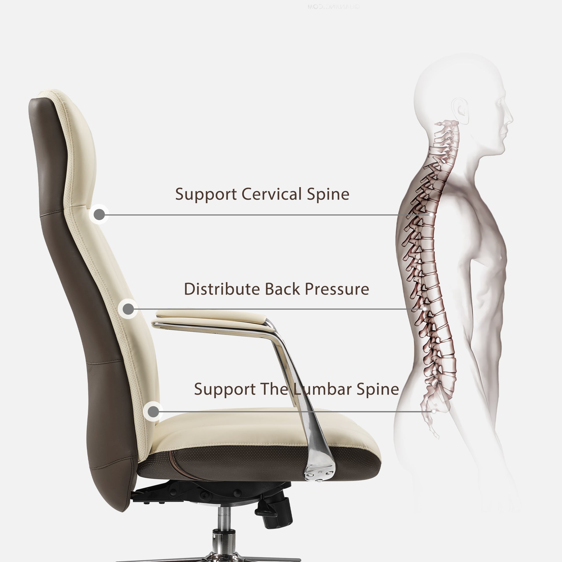 Royal Slim Executive Office Chair Ergonomic Design for Back Support, Lumbar Spine Support, and Back Pressure Distribution.