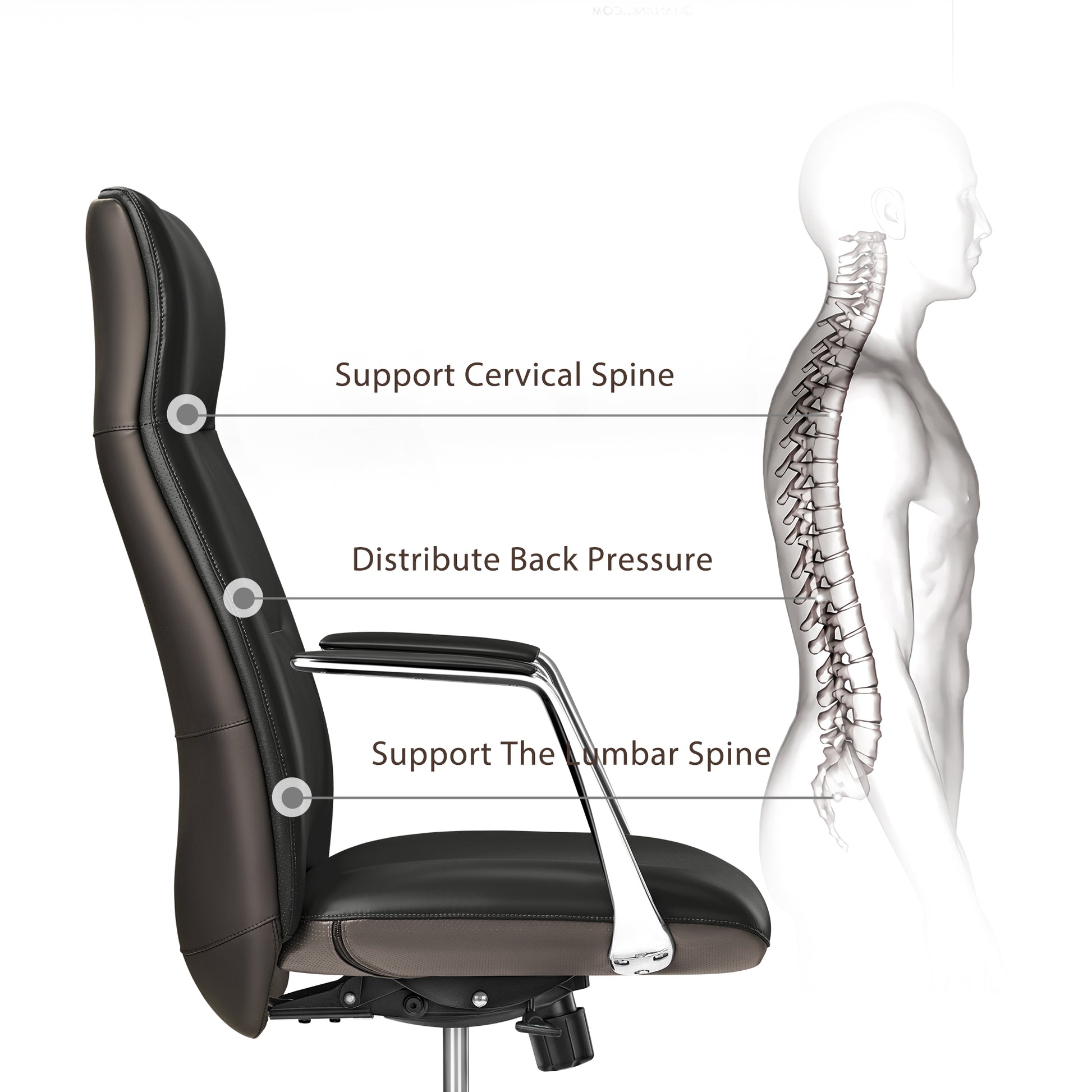 Eureka Ergonomic Royal Slim executive office chair demonstrating ergonomic spinal support for cervical, back, and lumbar regions.
