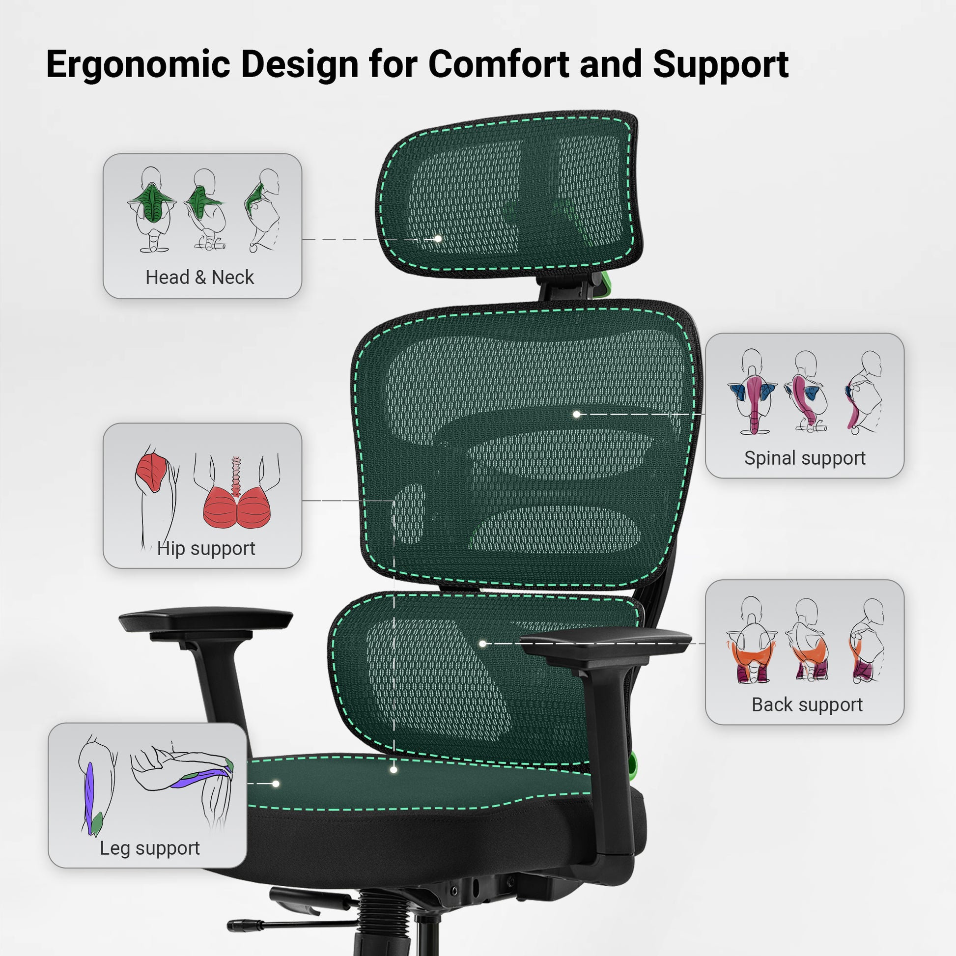 Axion Ergonomic Hybrid Chair Design, Showcasing Head, Neck, Back, Hip, Leg and Spinal Support Features for Comfort.
