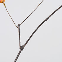 ALD-01 Fall Ficus Branch Close-Up. Realistic Brown Bark and Orange Leaf for Fall Decor.