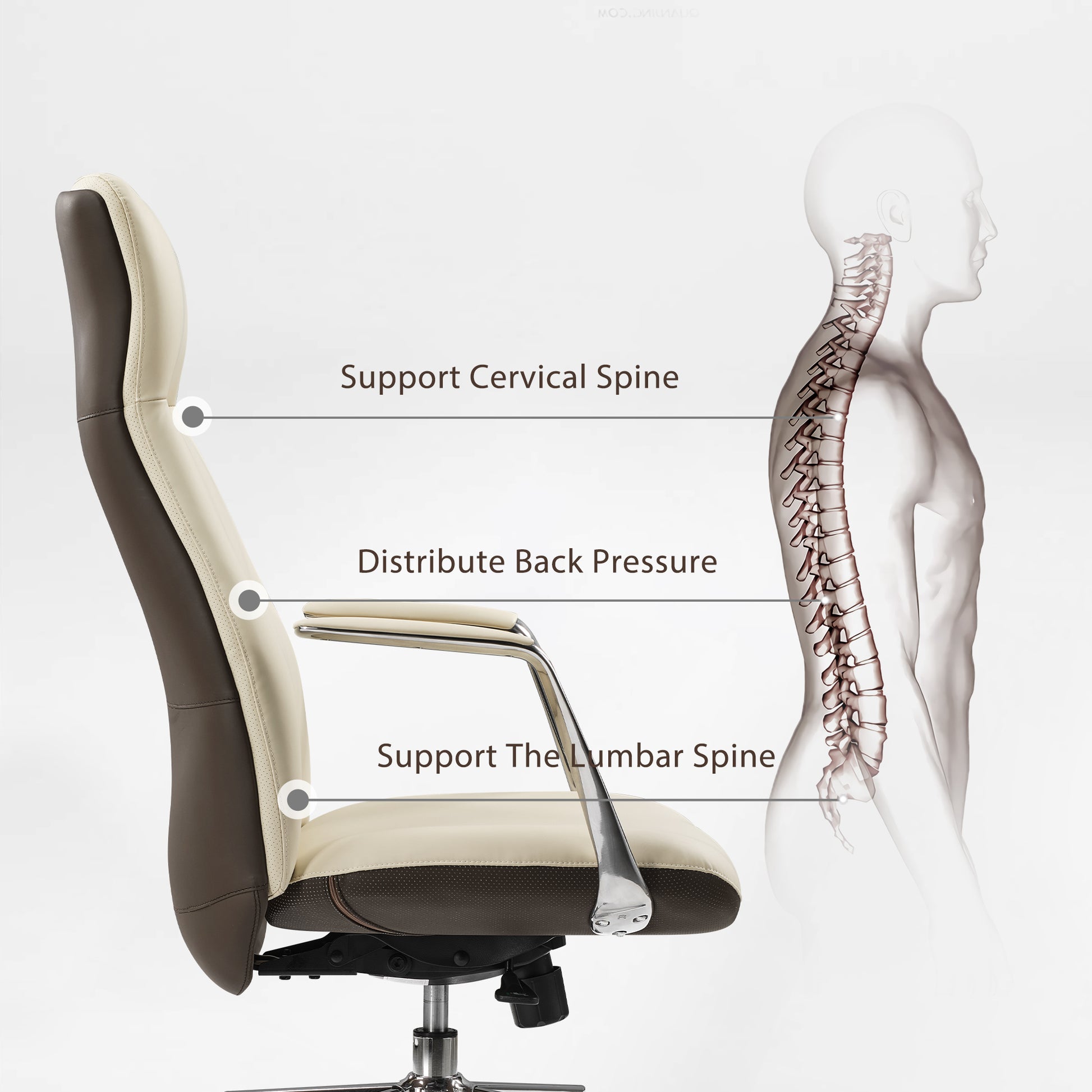 Royal Slim Executive Office Chair Ergonomic Design for Back Support, Lumbar Spine Support, and Back Pressure Distribution.